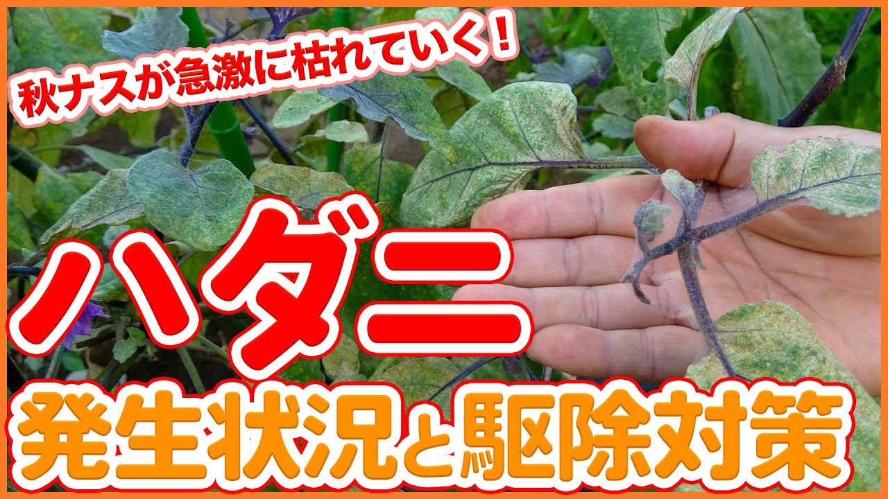 家庭菜園や農園の秋ナス栽培でハダニが大量発生!?野菜が枯れる前に予防と害虫対策を徹底解説!【農園ライフ】/Tips for dealing ...