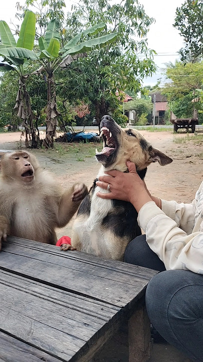 Best SokYaa,OG, ToTo Animals Are So Awesome #shorts