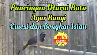 Pancingan Murai Batu Agar Bunyi, Emosi, dan Bongkar Materi Isian || Situs Kicau