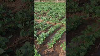 bim ke kheti me Pani chal Raha hai My Instagram account description Diya hua he #shorts #video