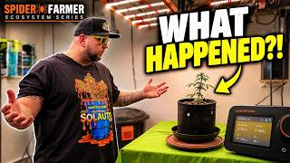 Spider Farmer GGS Update: Stunted Autoflowers & Low Humidity Issues