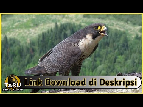 Suara Masteran Burung Alap Alap Kawah Youtube