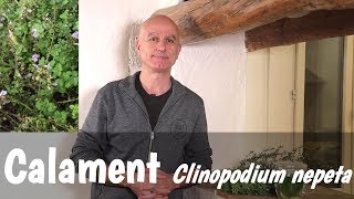 Le calament (Clinopodium nepeta) : indigestions, rhumes et froids, stimulant intellectuel