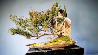 How to bend a bonsai - great bonsai bending skills #233 / Love Bonsai