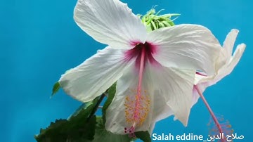 _الشطر الثالث من سورة يوسف بصوت صلاح الدين.