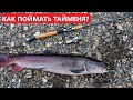 🐟 КАК ПОЙМАТЬ ТАЙМЕНЯ? СОВЕТЫ НАЧИНАЮЩЕМУ.