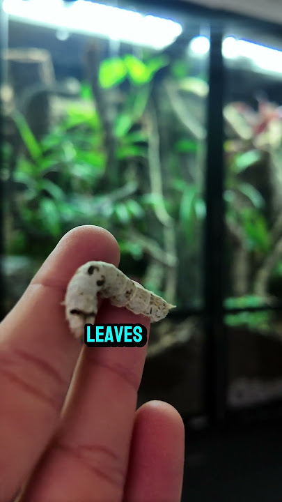 ProRep Silkworm chow #prorep #silkworm #reptiles #lizards #geckos #reptilekeeper #animals