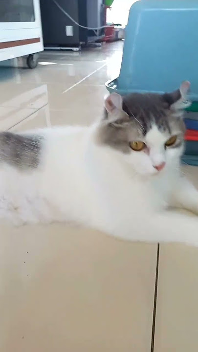 cat sksid dod9d dojd dodid eoo