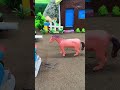 Mini Home Animal Water Pump Trector video #minitractor #waterpump #home #shorts