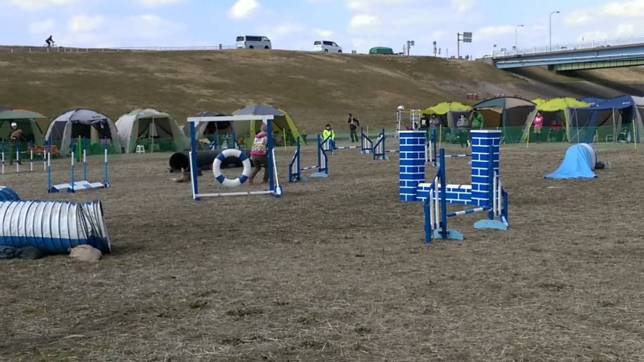 Cairn Terrier Agility 20150221 JP2 YouTube