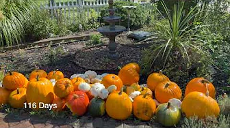 So We Grew Another Pumpkin Patch (2024)