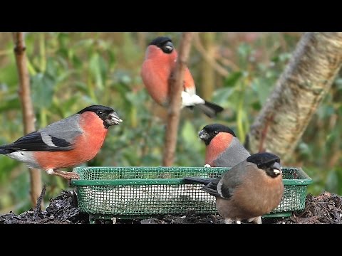 Video: Bullfinches Hara Uçur?