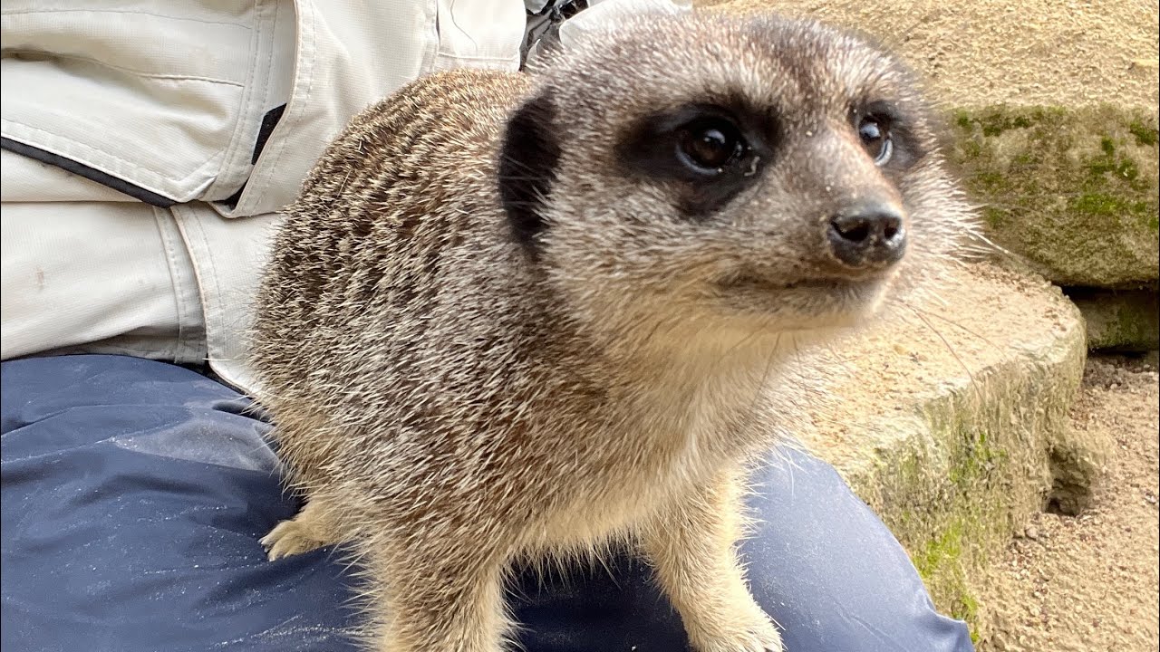 We visited the tropical butterfly House North Anston Sheffield YouTube