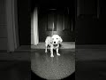 Puppy Joyfully Plays in Rain! 🌧️ #RainyDayFun#PuppyLove#CuteAnimals#DogLife