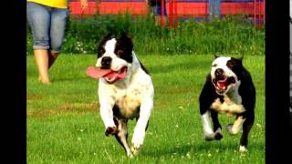 Cly Kennel American Staffordshire Terriers Amstaffs From Serbia
