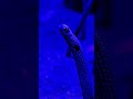 #Snakes instead of pirates?