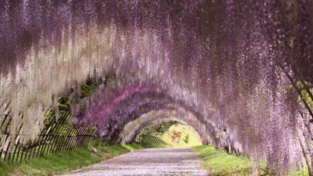 北九州市河内藤園