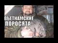 СОДЕРЖАНИЕ ВЬЕТНАМСКИХ СВИНЕЙ В НЕОТАПЛИВАЕМОМ САРАЕ