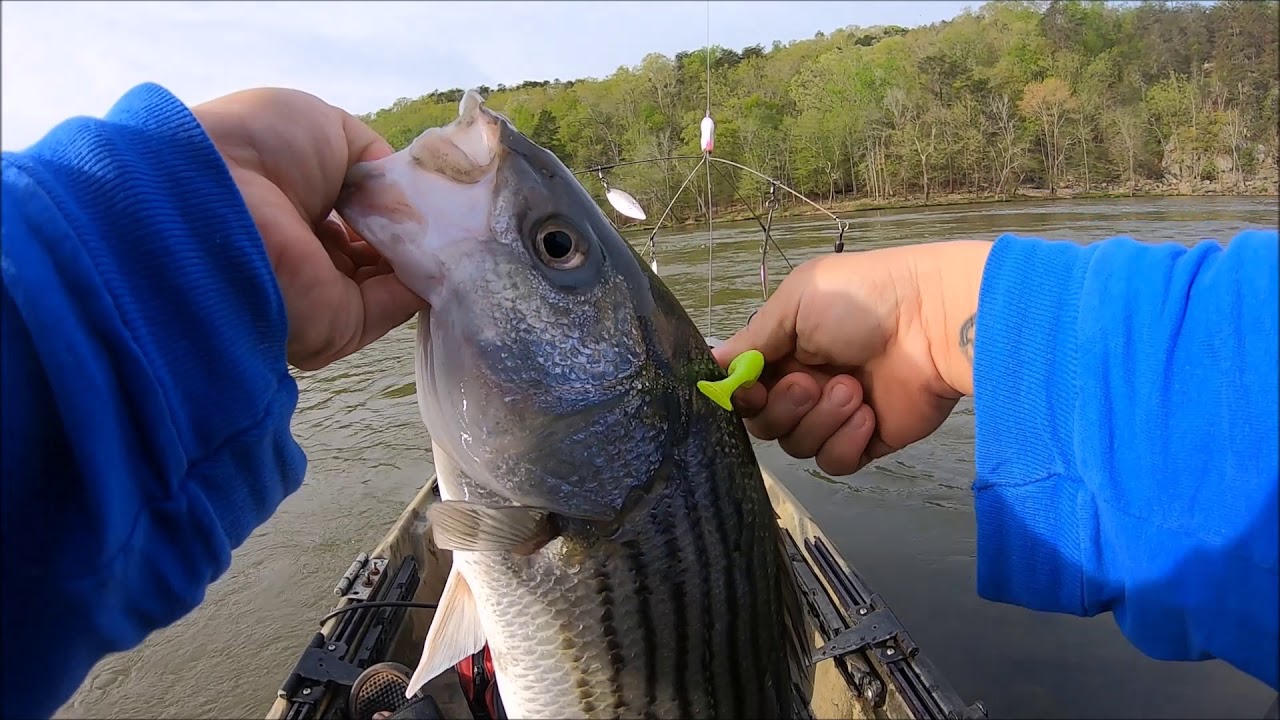 33020 Striper Fishing YouTube