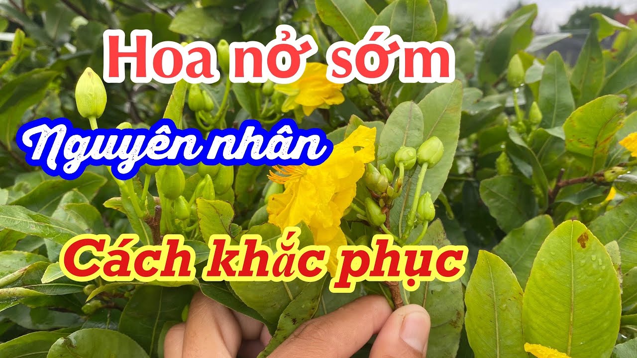 mai vàng bị nở sớm.nguyên nhân bị nở sớm,lý do và cách khắc phục/mai vàng út thạch