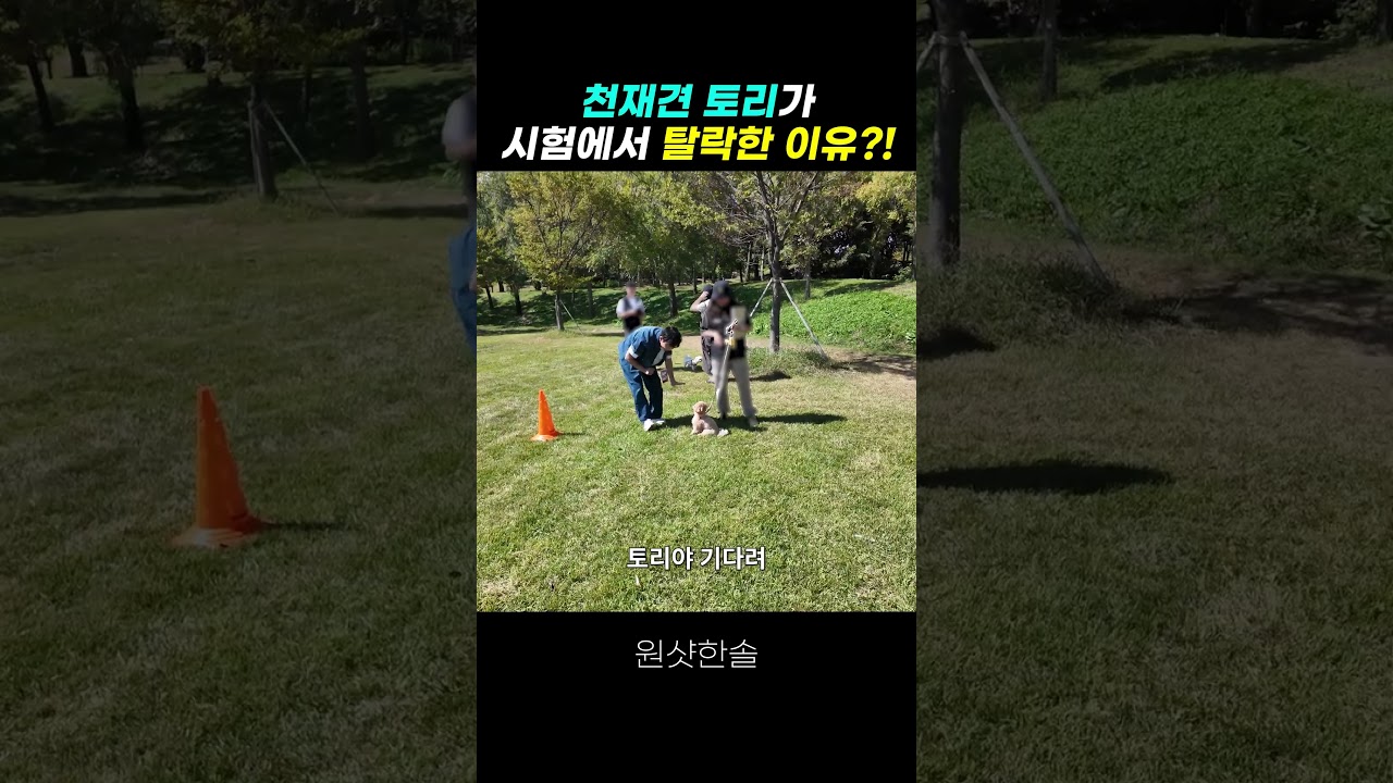 시험을 잘보고도 천재견 토리가 떨어진 슬픈 이유