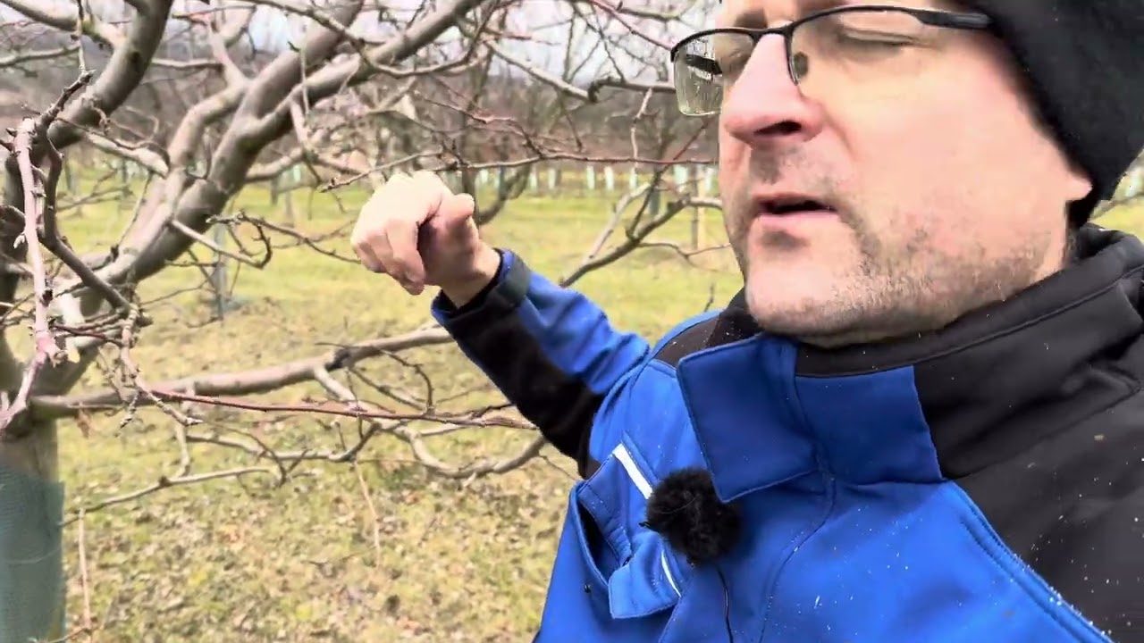 🌳 JAK ŘEZAT JABLONĚ RUBÍN A RUBINOLA PRO MAXIMÁLNÍ ÚRODU! 🍏✂️