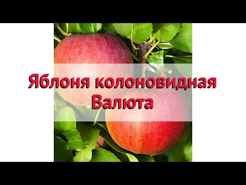 Валюта Яблоко Фото