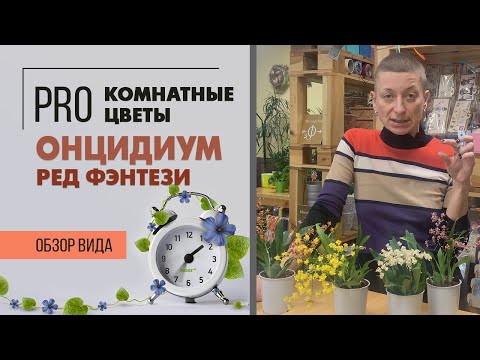 Орхидея онцидиум уход в домашних условиях видео