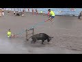 Bull fight in beach  tourada areal da praia 2017 com marradas e cenas engraadas