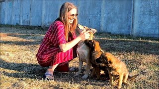 Friendly Stray Puppies Everyday Waiting for Someone to Adopt Them... please share this video