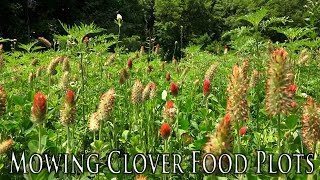 How to Mow Clover Food Plots | Controlling Weeds in Food Plots