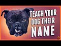 How to Teach Your Dog Their Name (Even Change a New Dog’s Name!)