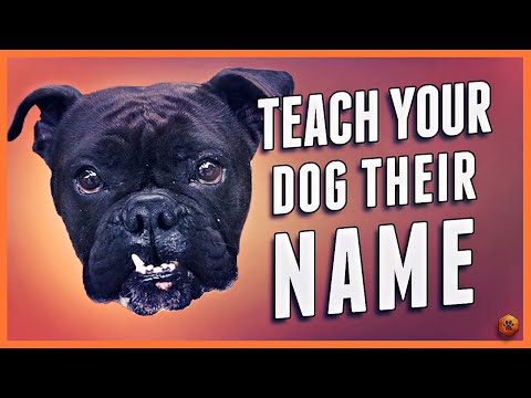 Video: How To Give A Nickname To A Dog