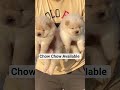 chow chow available #chowchow #chowchowpuppy #short #shorts #shortsvideo #dogshorts #doglove #yt
