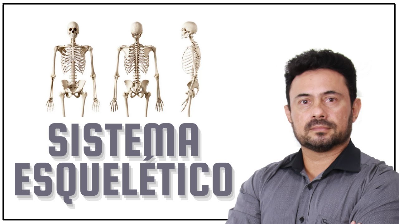 Sistema esquelético humano. Prof. Dr. Jossehan Frota