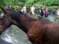 ワイピオ渓谷での野生の馬との遭遇