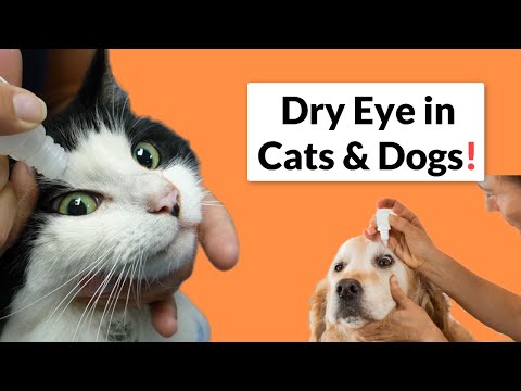 वीडियो: बिल्लियों में ड्राई आई सिंड्रोम