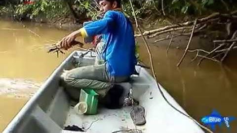 Cách câu tôm càng xanh khổng lồ hiệu quả nhất thế giới