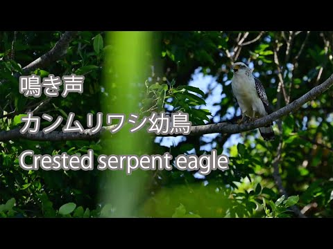 【鳴き声】カンムリワシ幼鳥 Crested serpent eagle