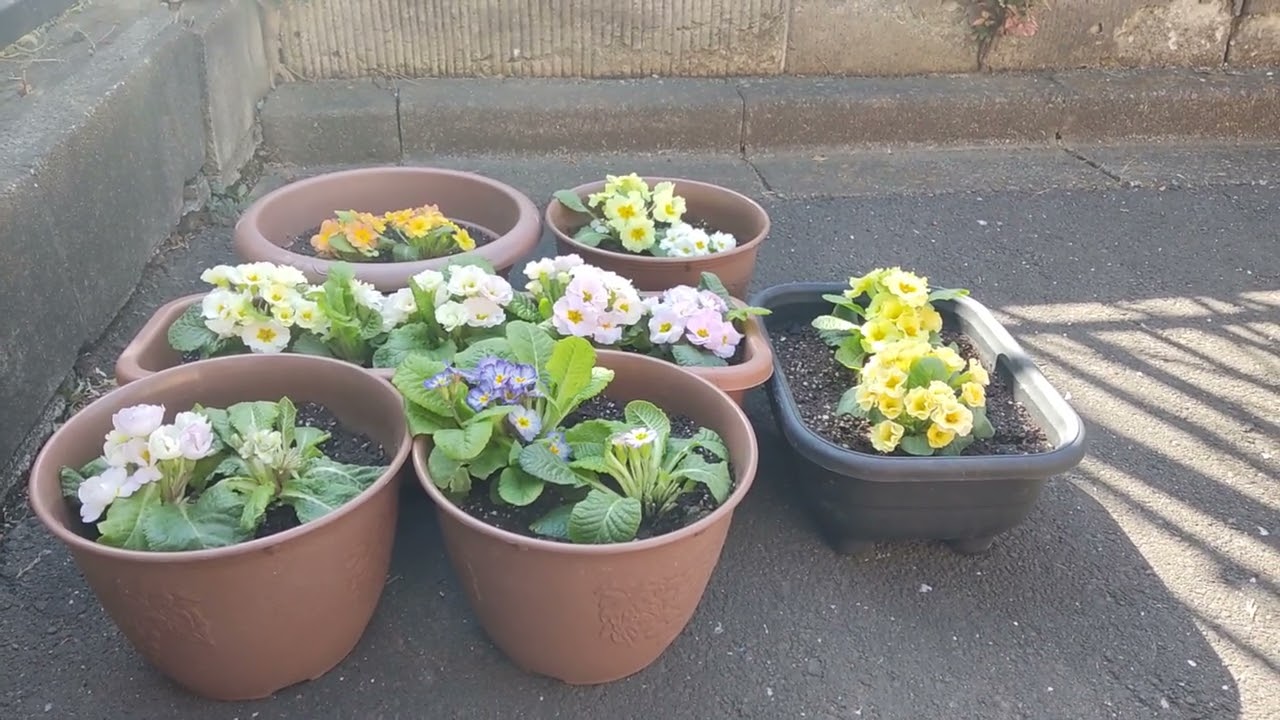 田中レイヴンと薄いピンク色の八重咲きのプリムラジュリアン♪　声あり