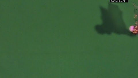 Bat Robot Created That Mimics Lifelike Flight