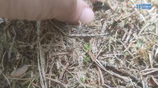 Познакомьтесь, это гриб! Урнула бокаловидная