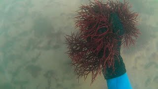 Harvesting top natural grown sea moss on Morocco, north Africa, Atlantic ocean, bwinto.com