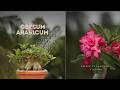 Obesum vs Arabicum Adenium | Growth, Flowers, Caudex & Care Compared
