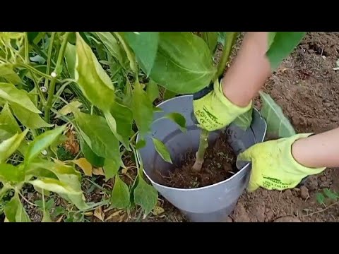 Video: Prezimljavanje biljaka paprike - Kako čuvati paprike tijekom zime