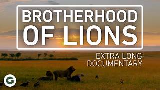 Five Lion Brothers: Their Brutal Rise To Power | Extra Long Documentary