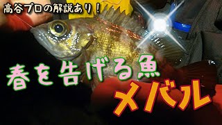 サーフから逃げた訳じゃないけどメバリング挑戦してくる！