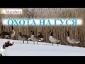 Охота на гуся!ВСЕСТОРОННИЙ обзор - Videoohota