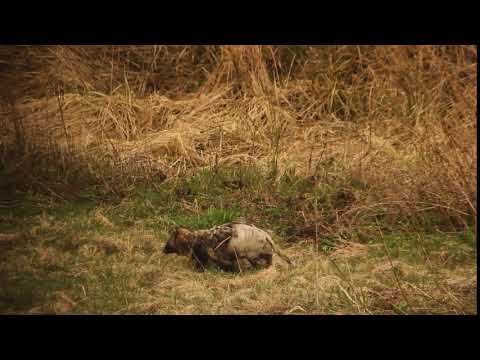 Video: Kādi Dzīvnieki Izliekas Par Mirušu