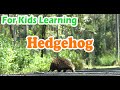 Hedgehog Harmony: A MV for Kids